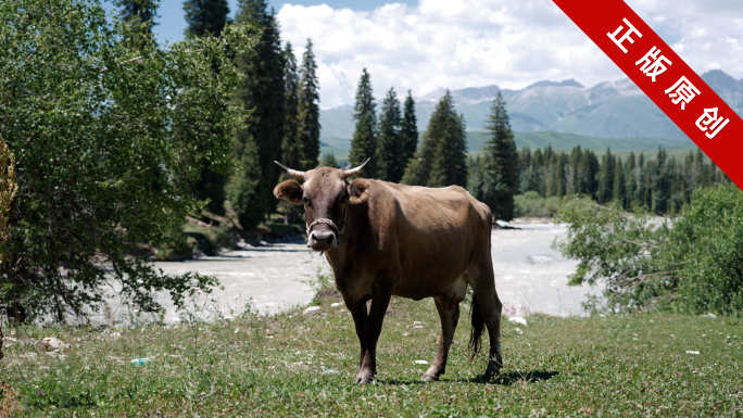 新疆牛吃草 4K素材