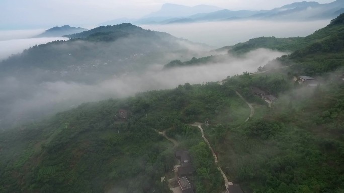 航拍四川乐山绿茶基地竹叶青峨眉雪芽茶山