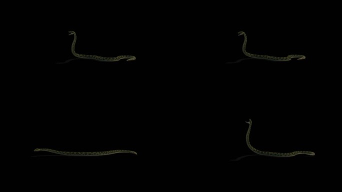 4k 透明通道 动物 蛇1