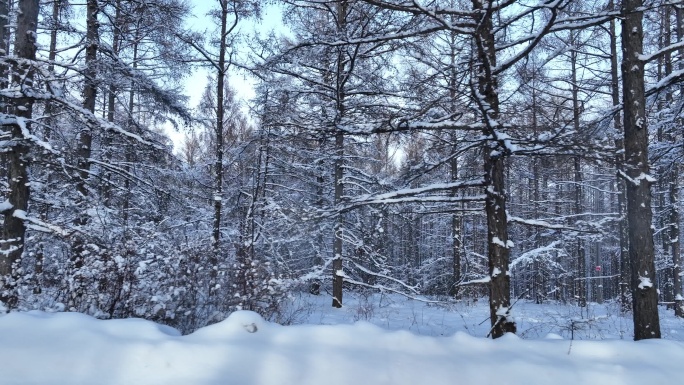 林海雪原松林雾凇