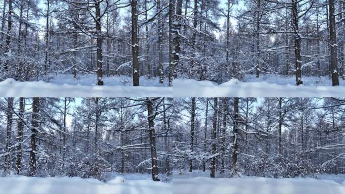 林海雪原松林雾凇