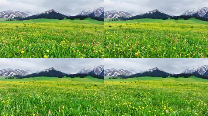 新疆那拉提雪山下的花海