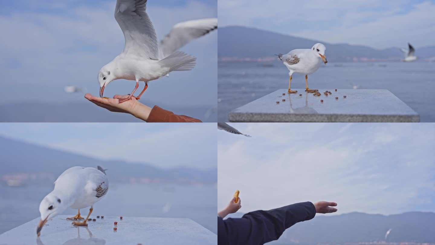 昆明海埂大坝的海鸥