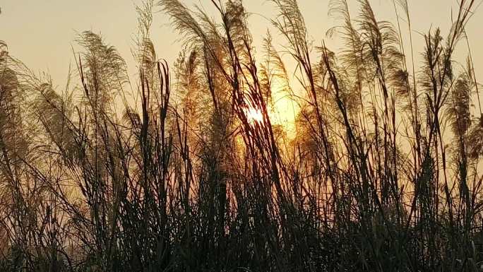 芦苇夕阳 阳光植物 微风逆光 唯美朦胧