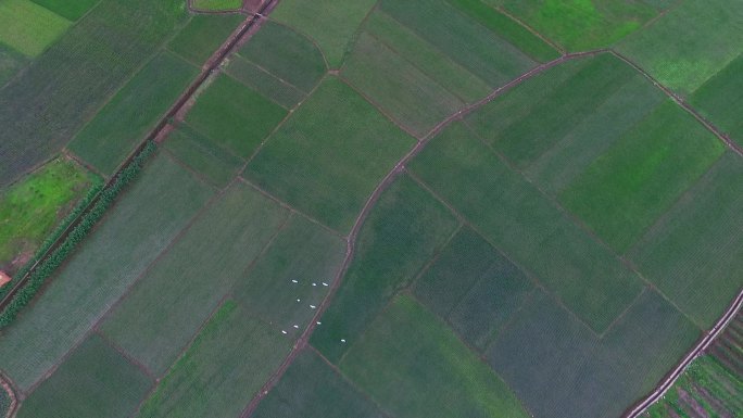 高角度航拍绿色田野上空飞翔的一群白鹭