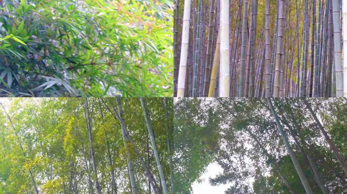 杭州植物园树林竹林特写视频素材9