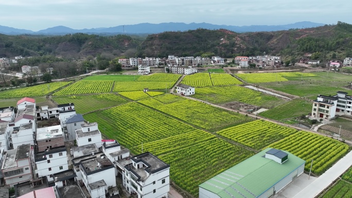 航拍乡村油菜花田