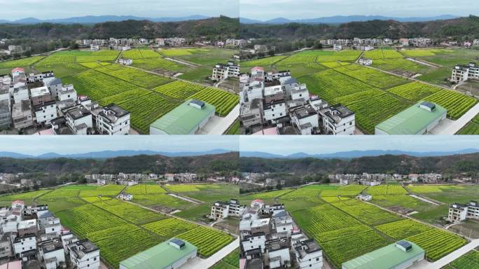 航拍乡村油菜花田