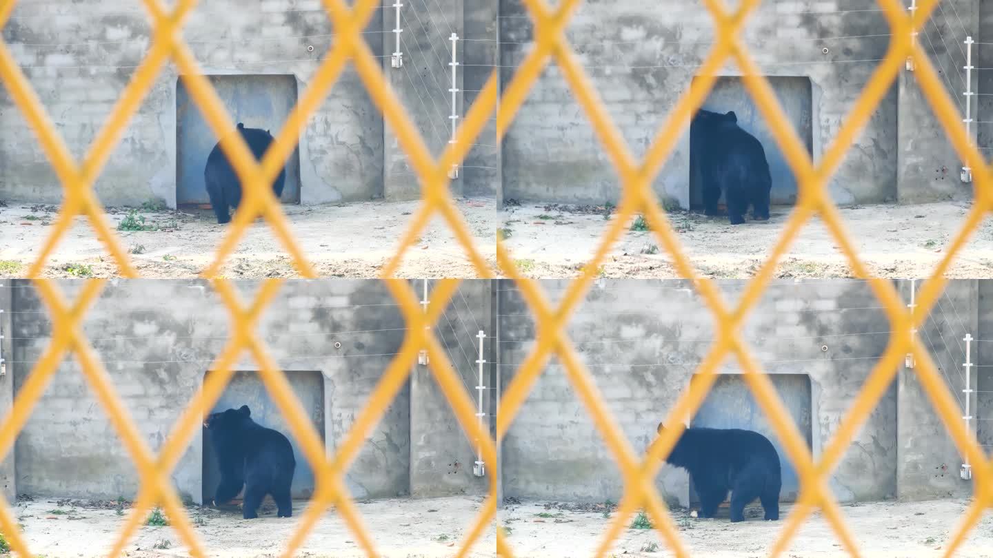 四川成都温江野生动物园黑熊