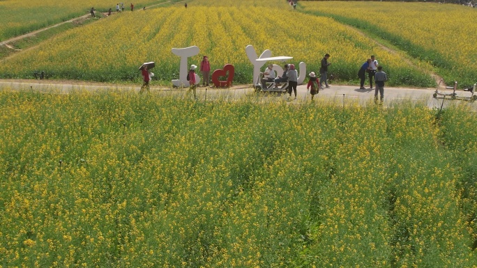 光明欢乐田园油菜花