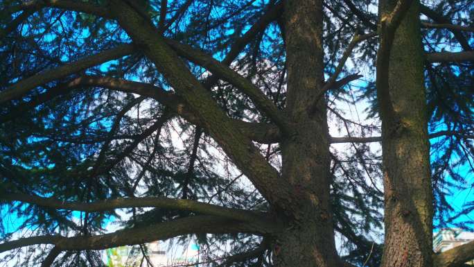 4k素材 松树 蓝天 树干粗糙质感