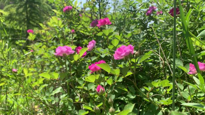 夏季 月季 花卉 蔷薇