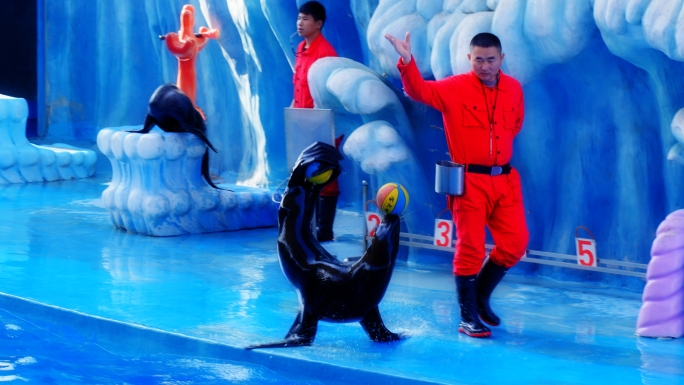 【50p】动物园海狮表演
