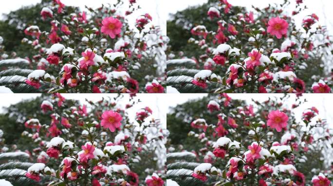 雪中的茶花