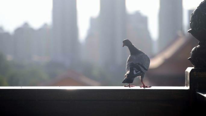 午后屋顶的鸽子