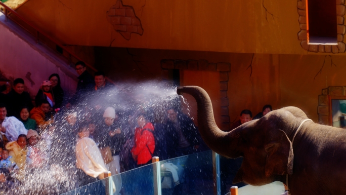 大象表演喷水