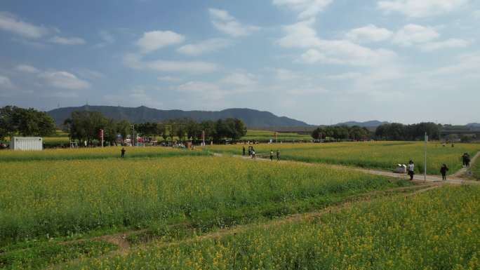 光明欢乐田园油菜花