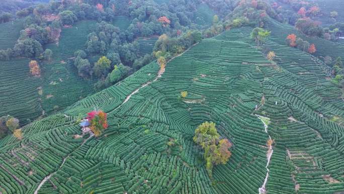 唯美杭州西湖龙井茶文化景区航拍茶园地茶叶