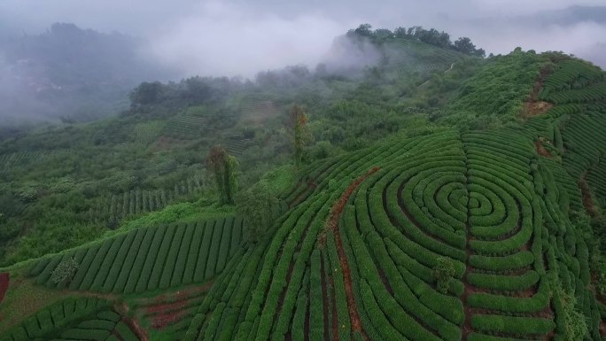 航拍四川乐山绿茶基地竹叶青峨眉雪芽茶山