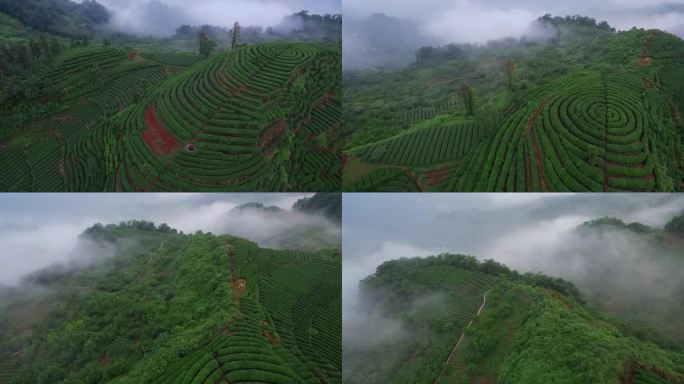 航拍四川乐山绿茶基地竹叶青峨眉雪芽茶山