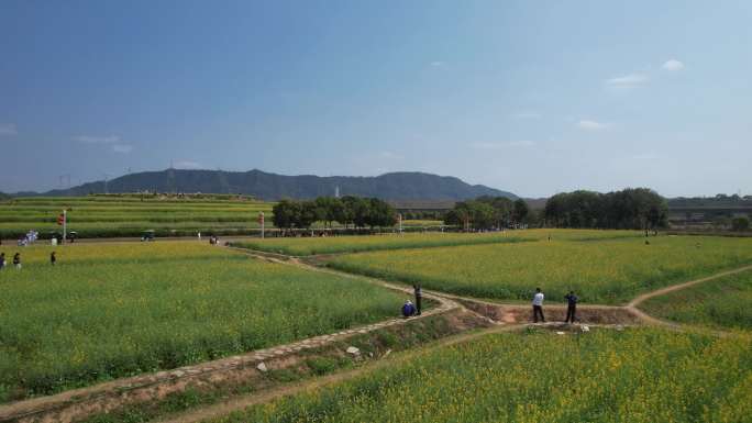 光明欢乐田园油菜花