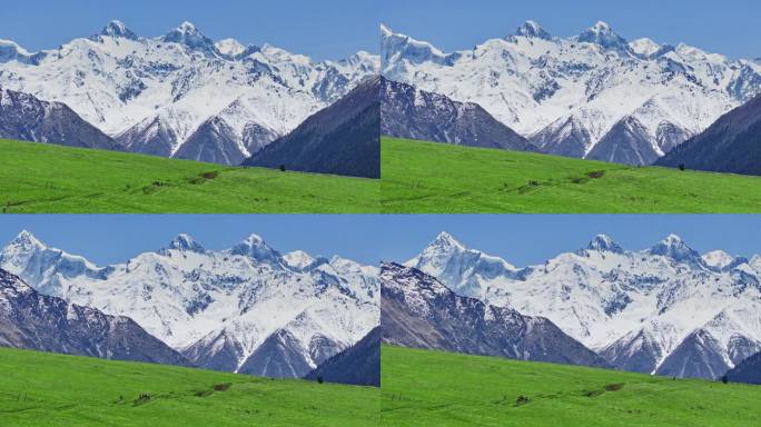 新疆雪山下的草原