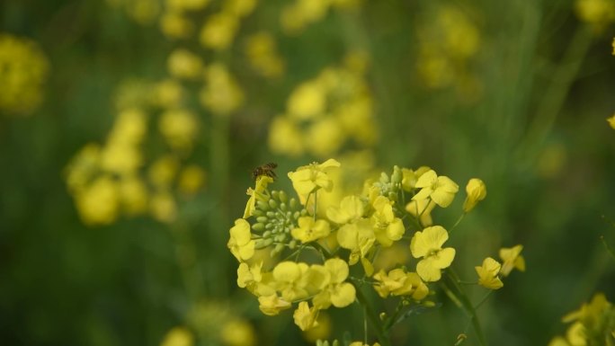 油菜花蜜蜂