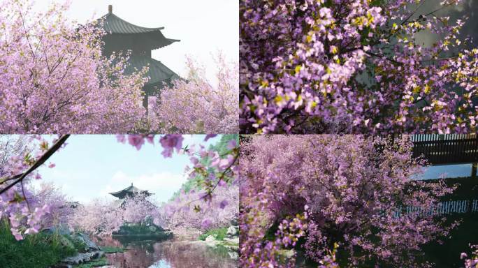 十里桃花 浪漫桃花