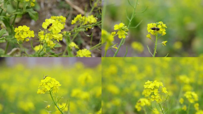 油菜花田蜜蜂采蜜4k实拍素材