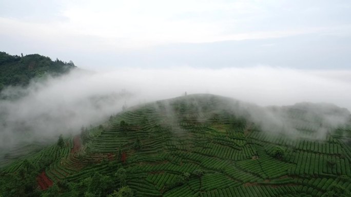 航拍四川乐山竹叶青峨眉雪芽茶山云雾缭绕