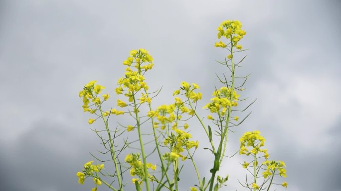 仰拍油菜花