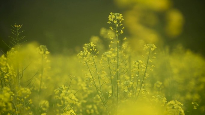 油菜花