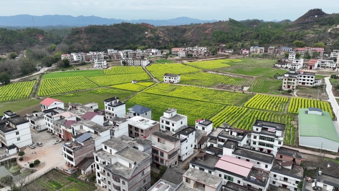 航拍乡村油菜花田