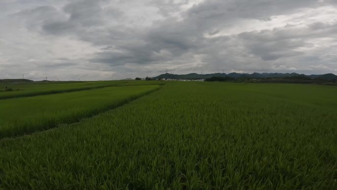 贵阳花溪高坡稻田穿越机航拍