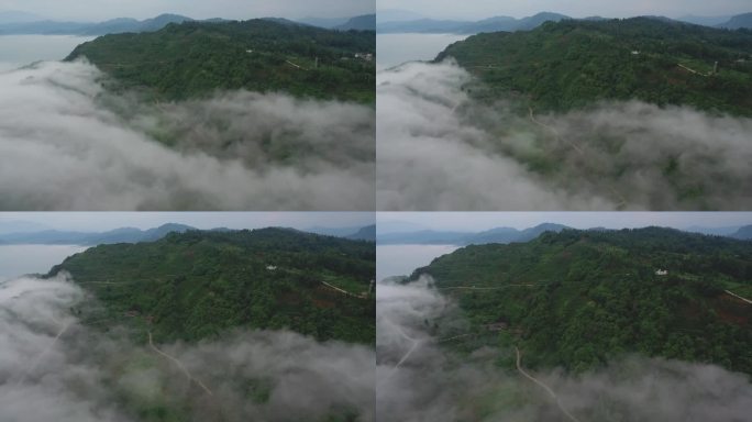 航拍四川乐山竹叶青峨眉雪芽茶山云雾缭绕