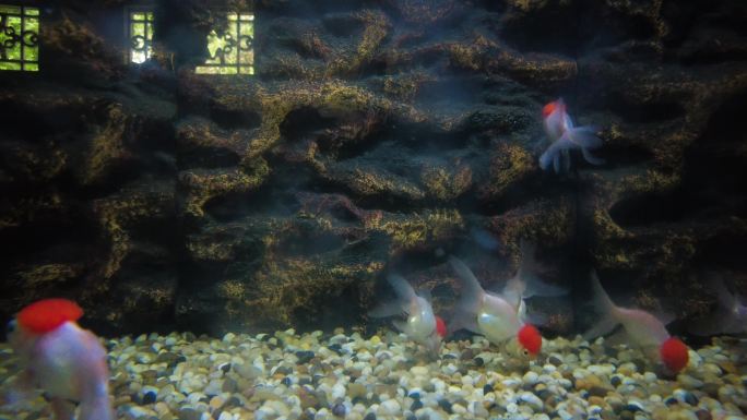 动物园的金鱼观赏鱼鹤顶红