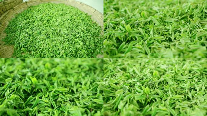 4k绿茶茶叶采茶嫩芽