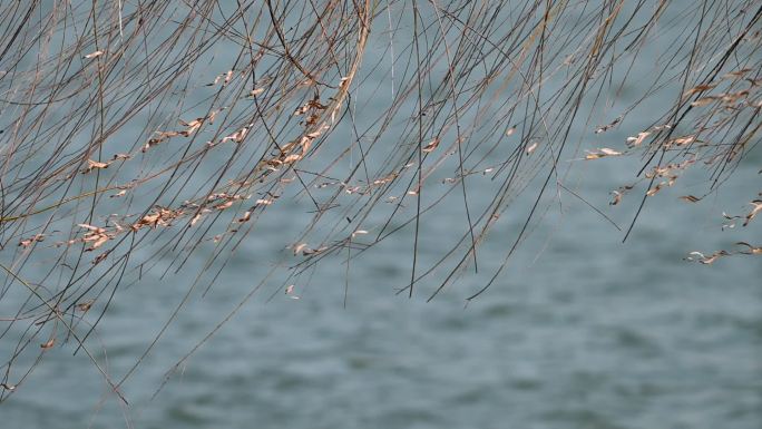 冬天湖水岸边芦苇枯枝空境水面波浪
