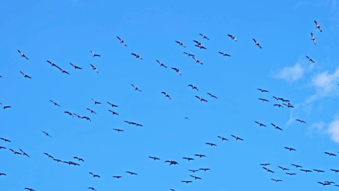 空中盘旋的仙鹤大雁鸿雁 -30