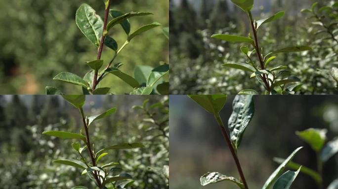 老茶叶明前茶 茶园茶叶 茶叶特写