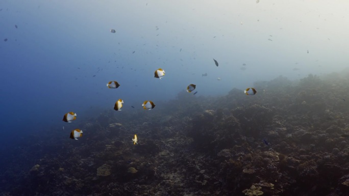 南太平洋塔希提岛的蒂普塔山口——蓝色的蝴蝶鱼群
