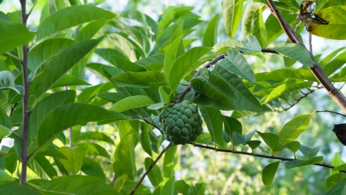 糖苹果果树，近距离观察