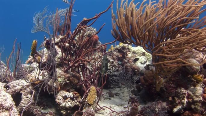 美丽的珊瑚礁和令人惊叹的鱼类在加勒比海的水下世界。