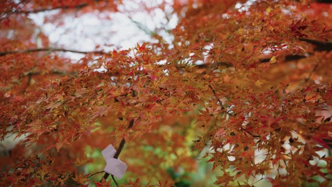 在日本大阪Minoh的Katsuoji寺，有4k片秋天的枫叶