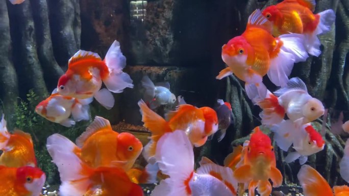 一群金鱼在水族馆里游泳的水下镜头。一群美丽的金鱼在水里游泳。