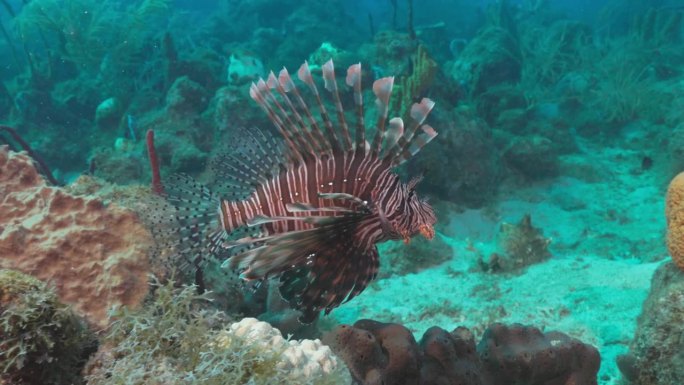 一条美丽的狮子鱼靠近礁石，向海鳗游去。用佳能R5 4K相机拍摄