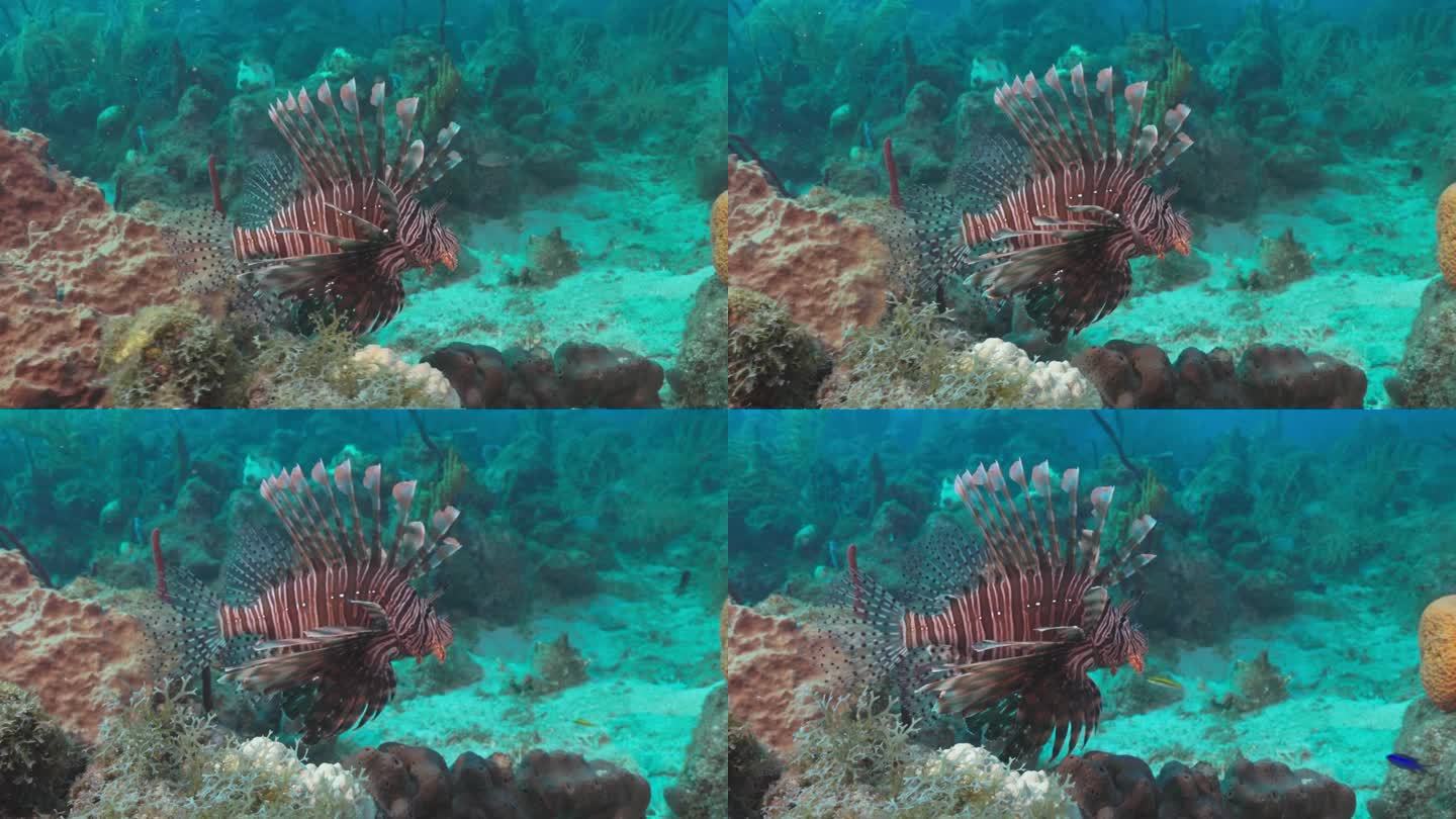 一条美丽的狮子鱼靠近礁石，向海鳗游去。用佳能R5 4K相机拍摄