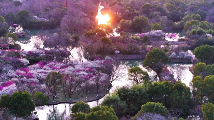 杭州西溪湿地梅花探梅节日落美景