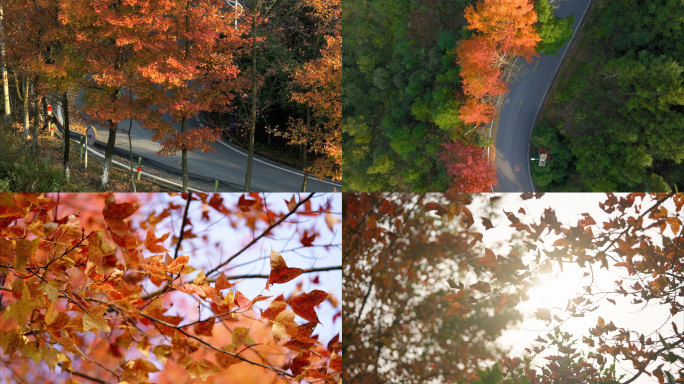 枫叶 公路 秋天 红叶 阳光