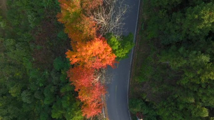 枫叶 公路 秋天 红叶 阳光